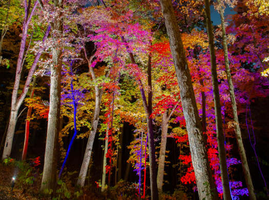 color-trees